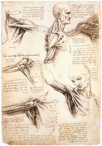 Anatomical Studies of the Shoulder Leonardo da Vinci